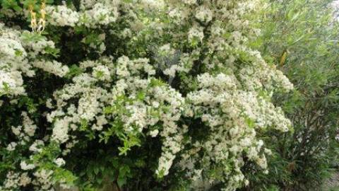 Casa em ruínas alter pedroso- alter chão