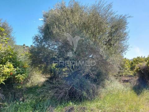 Terreno agrícola 2600m2 com árvores e água em silves
