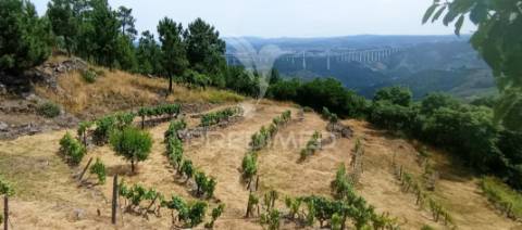 Terreno na cumieira / santa marta de penaguião