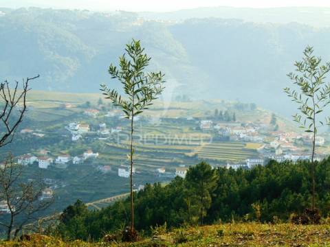 Terreno na cumieira / santa marta de penaguião