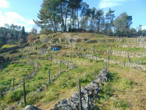 Terreno na cumieira / santa marta de penaguião