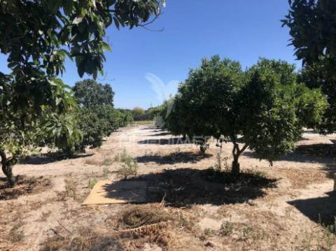 Monte alentejano, 8,2ha, grândola