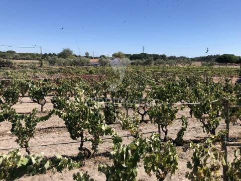 Monte alentejano, 8,2ha, grândola