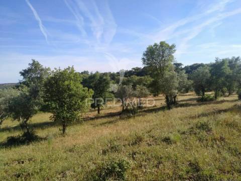 Terreno agrícola em alegrete