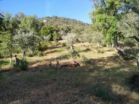 Terreno agrícola em alegrete