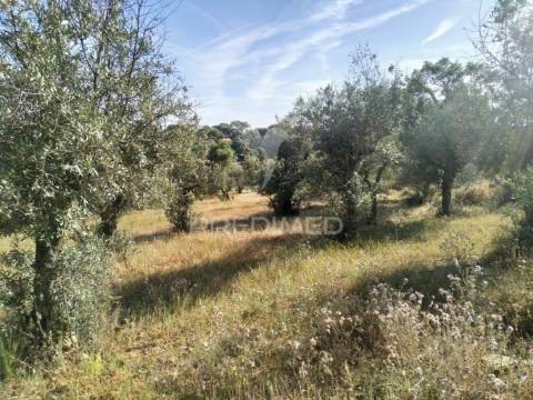 Terreno agrícola em alegrete