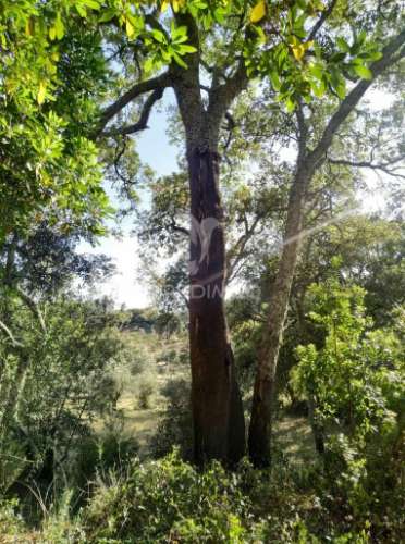 Terreno agrícola em alegrete