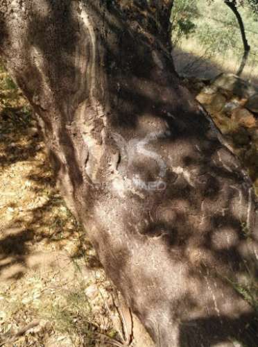 Terreno agrícola em alegrete