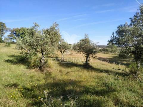 Terreno agrícola em alegrete