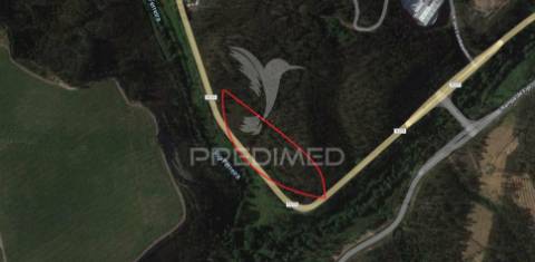 Terreno produção florestal