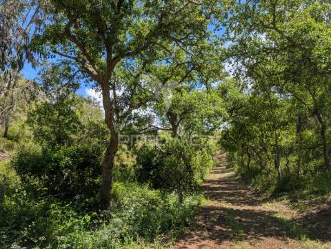 Terreno em santa margarida da serra