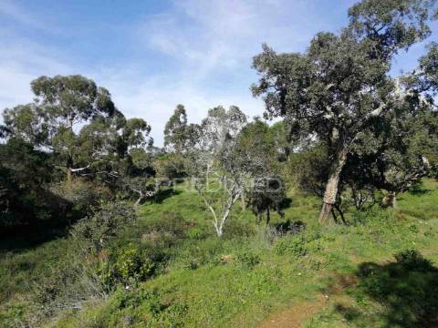 Terreno em santa margarida da serra