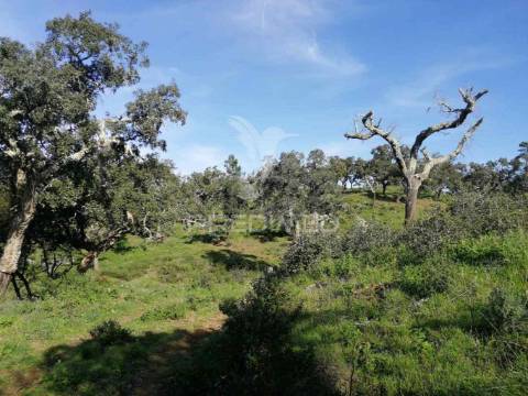 Terreno em santa margarida da serra