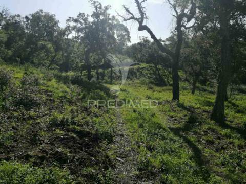 Terreno em santa margarida da serra