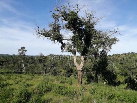 Terreno em santa margarida da serra