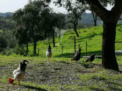 Terreno em santa margarida da serra