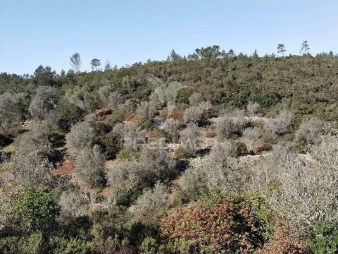 Terreno misto com uma área de 52.600.00m2 vale da trave / santarém