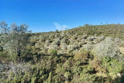 Terreno misto com uma área de 52.600.00m2 vale da trave / santarém