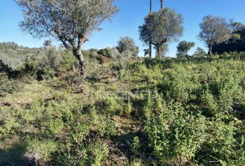 Terreno misto com uma área de 52.600.00m2 vale da trave / santarém