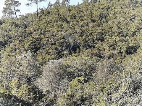 Terreno misto com uma área de 52.600.00m2 vale da trave / santarém