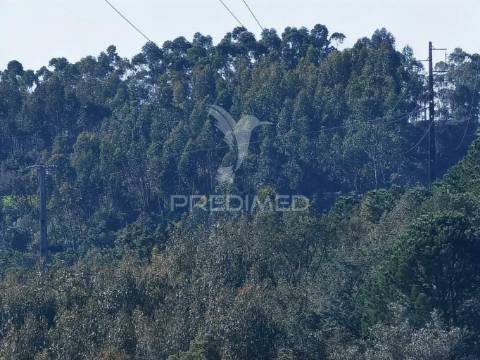 Terreno misto com uma área de 52.600.00m2 vale da trave / santarém