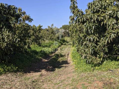 Terreno misto e ruína em vila nova de cacela, constroi 300m2