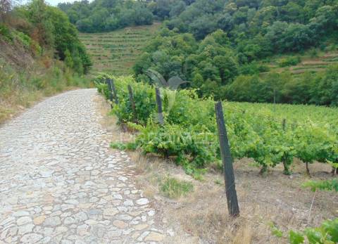 Quinta c/ vinha em produção em santa marta de penaguião
