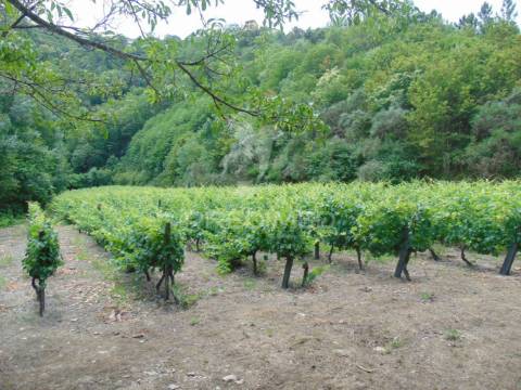Quinta c/ vinha em produção em santa marta de penaguião