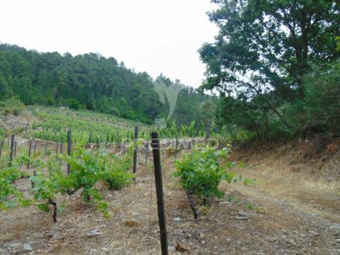 Quinta c/ vinha em produção em santa marta de penaguião