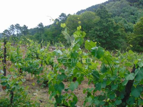 Quinta c/ vinha em produção em santa marta de penaguião