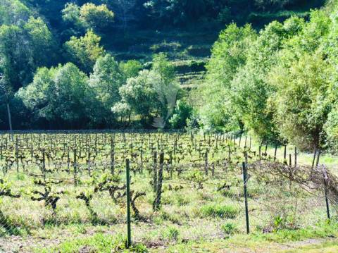 Quinta c/ vinha em produção em santa marta de penaguião