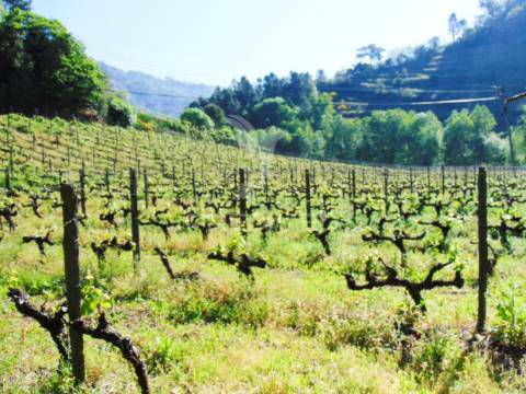 Quinta c/ vinha em produção em santa marta de penaguião
