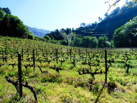 Quinta c/ vinha em produção em santa marta de penaguião