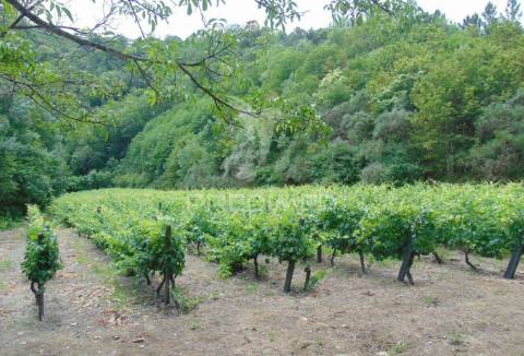 Quinta c/ vinha em produção em santa marta de penaguião