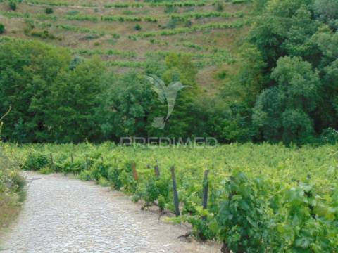 Quinta c/ vinha em produção em santa marta de penaguião