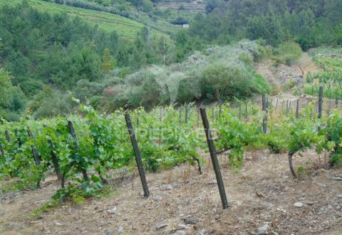 Quinta c/ vinha em produção em santa marta de penaguião