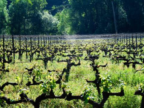 Quinta c/ vinha em produção em santa marta de penaguião