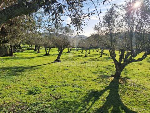 Quinta em vale de cavalos