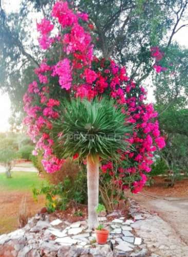 Tavira - terreno com moradia / land with house