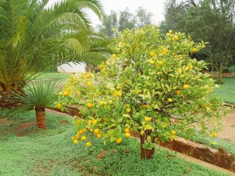 Tavira - terreno com moradia / land with house