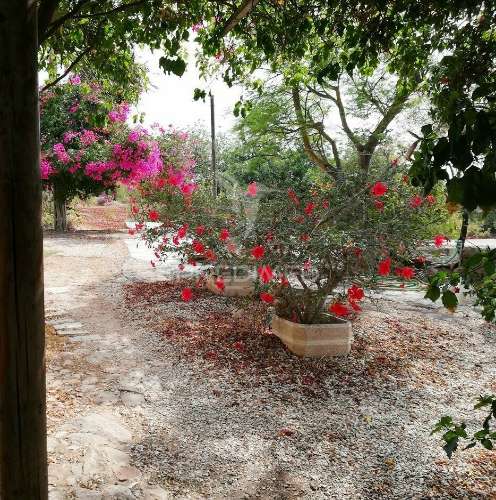 Tavira - terreno com moradia / land with house