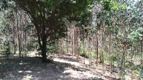 Terreno urbanizável de 4514m² – perto do rio alfusqueiro