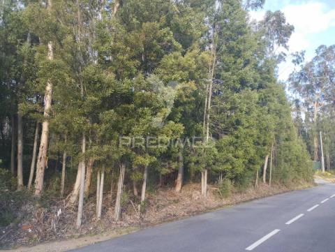 Terreno em oliveirinha (picoto)