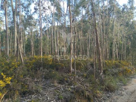 Terreno em oliveirinha (picoto)