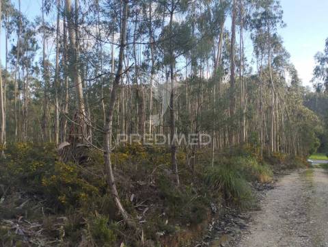 Terreno em oliveirinha (picoto)