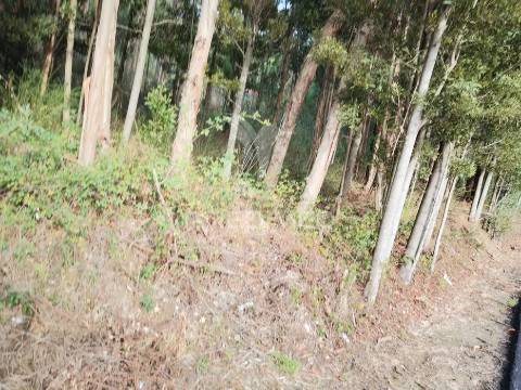 Terreno em oliveirinha (picoto)