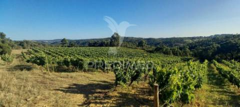 Terreno com 2,5ha de vinha em chousa, tomar