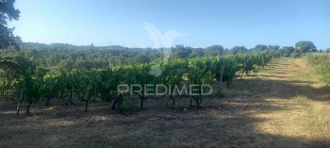 Terreno com 2,5ha de vinha em chousa, tomar