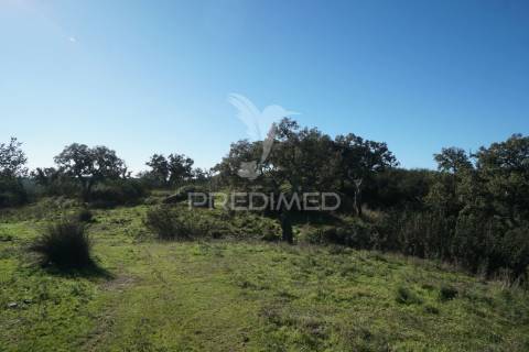 Herdade com 71 hectares e ruína de 174m2