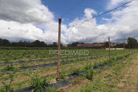 Fantástica quinta de produção de mirtilos, atualmente em produção..